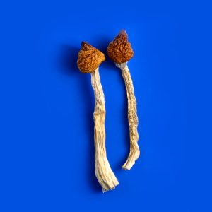 cubensis mushrooms onb blue background